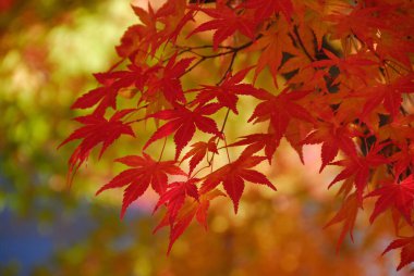 kırmızı akçaağaç yaprakları, sonbahar yaprakları arka plan