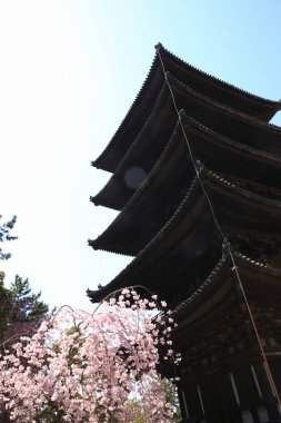 Güzel Kofuku Tapınağı ve sakura çiçekleri.