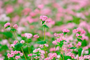 Bahçedeki pembe çiçekler