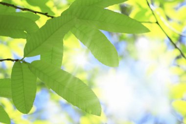 Güneş ışığında yeşil yapraklı ağaç dalına yakın çekim 