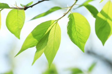 Bahçede mavi gökyüzüne karşı yeşil yapraklar