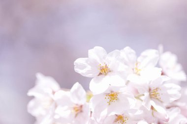 Güzel ilkbahar kiraz çiçekleri, yakın manzara