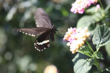 Doğa arka planındaki çiçekler üzerindeki güzel kelebek, kapat.