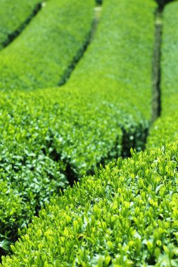 Hindistan 'ın kuzeyindeki çay çiftlikleri..