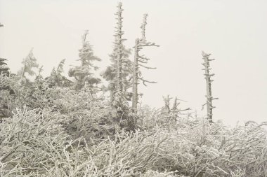 Karla kaplı ağaçlarla kaplı kış ormanı