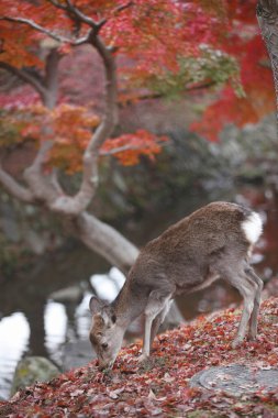 Geyik sonbaharda nehrin yanında, Nara Parkı, Japonya