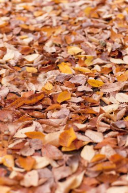 arka plan ile renkli düşen sonbahar yaprakları 