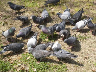 Güvercinler parktaki yaprakların arasında gagalıyorlar..