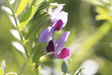 Bahçedeki güzel çiçekler