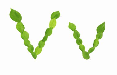 Beyaz arkaplanda yeşil yapraklardan oluşan v harfi    