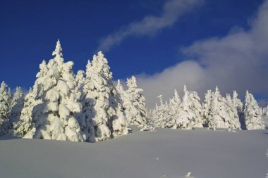Dağlarda kış. Karla kaplı ağaçlarla kaplı güzel kış manzarası 