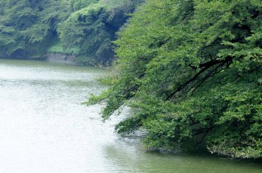 Yeşil ağaçları ve gölü olan güzel bir yaz parkı manzarası.                