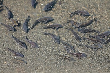 Gölet suyunda yüzen balıkların yakın görüntüsü      