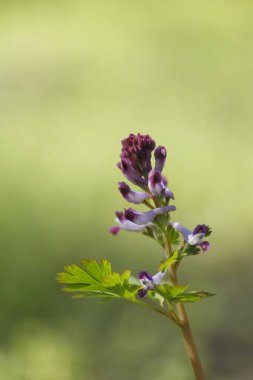 Ormandaki bir ağaçta mor çiçekler