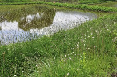 Yazın ormanın ortasında göleti olan yeşil çayır.