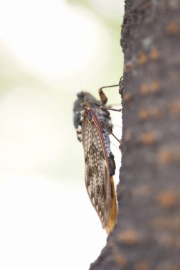 Ağacın üzerinde kalan ağustos böceği. Kumazemi bir Japon ağustos böceği..