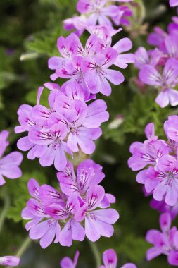 Bahçedeki güzel çiçekler