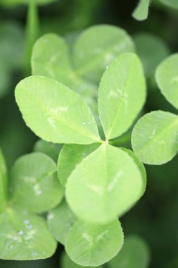 Yeşil çimlerin üzerinde yonca yaprakları.