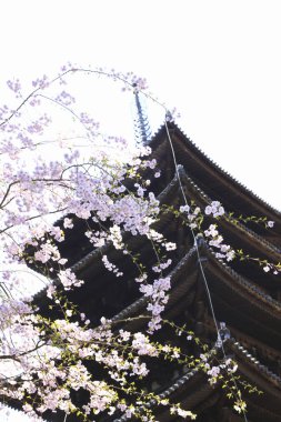 Güzel Kofuku Tapınağı ve sakura çiçekleri.