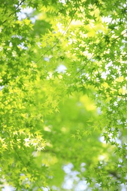 Ormanda güzel yeşil yapraklar                                            