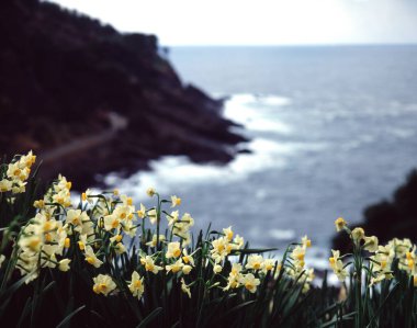 Bir kayanın üzerindeki sarı çiçek