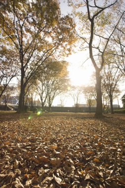 Ginkgo parkının sonbahar yaprakları, Tokyo