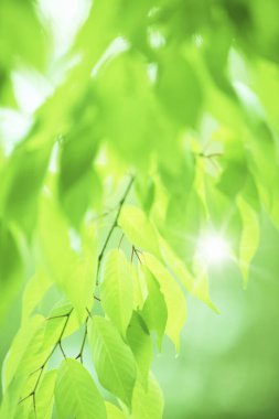 Ormanda yeşil yapraklar