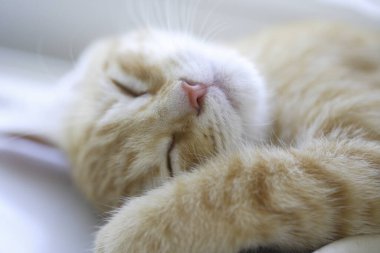 Yatağın üstünde uyuyan kedi, kapat manzarayı