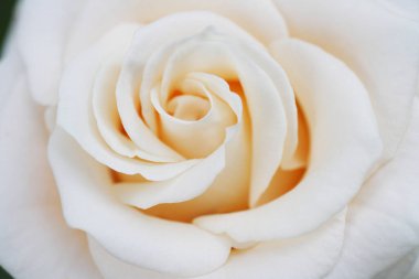 Bahçedeki güzel gül, kapat