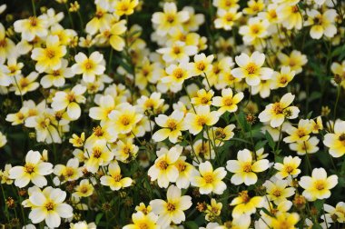 Bahçedeki güzel çiçekler