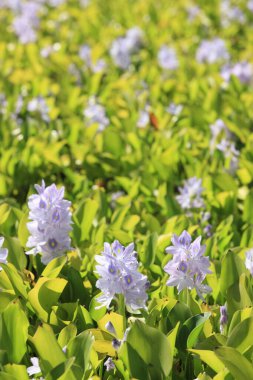 Bahçedeki güzel çiçekler