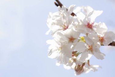 kiraz ağaçları çiçek bahar 