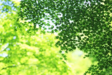 Ormandaki güzel yeşil yaprakların arka planı                   