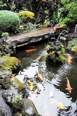 Koi balığı bahçe havuzunda yüzüyor.
