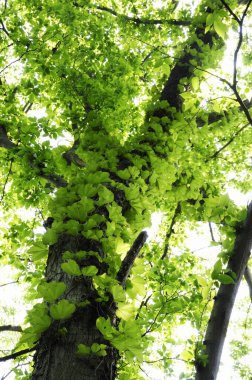 Güzel yeşil yapraklar, bitki örtüsü ve yapraklar.