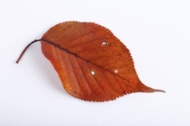Beyaz arkaplanda sonbahar yaprağı