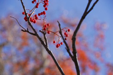 Red Rowan meyvelerinin ağaç dallarında seçici bir odak noktası.