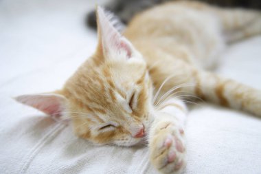 Şirin evcil kedi yavrularının yakın çekimi.