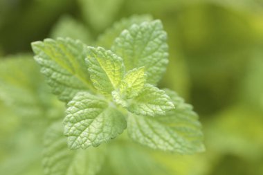 Bahçedeki nane bitkisinin manzarasını kapat