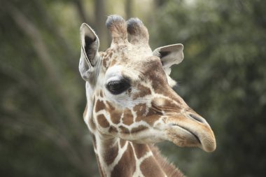 Hayvanat bahçesindeki bir zürafanın yakın görüntüsü