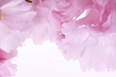 Beyaz arkaplanda pembe sakura çiçeklerini kapat..