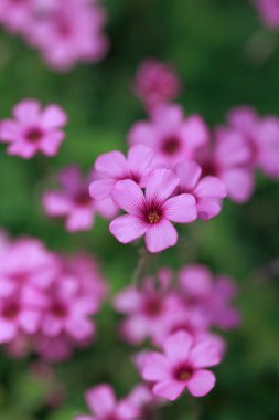 Bahçedeki güzel mor çiçekler