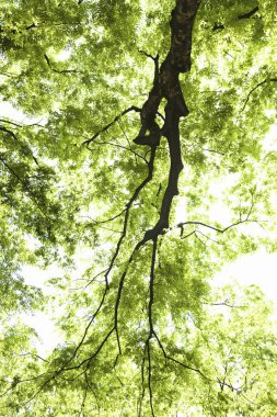 Şehir parkında yeşil yapraklı ağaçlar 