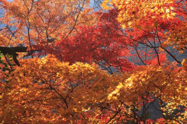 Kırmızı akçaağaç yaprakları sonbahar mevsiminde