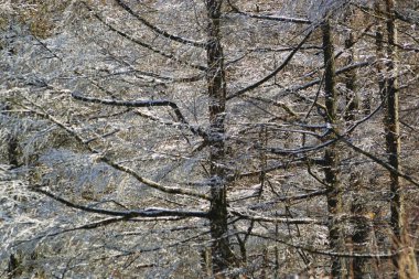 Doğanın arka planında karla kaplı bir ormanda ağaçlar.