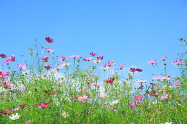 Doğa arka planında güzel pembe kozmos çiçekleri