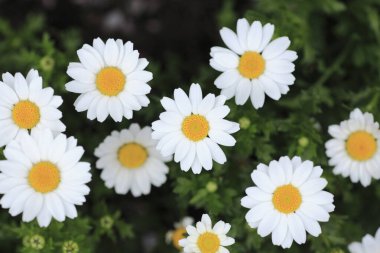 Bahçedeki beyaz papatya çiçekleri, papatyalara yakın.