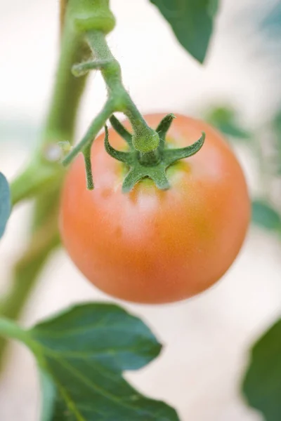 fresh red tomato in the garden