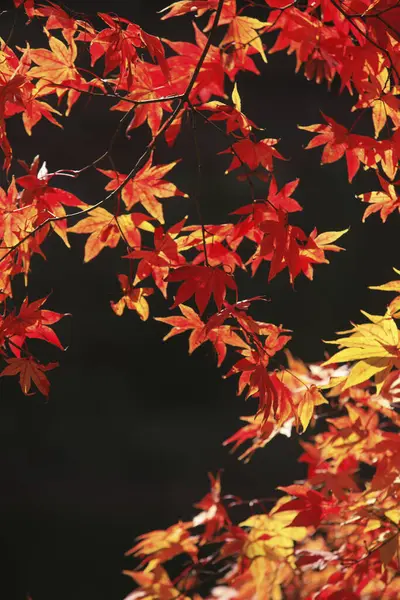 Φθινόπωρο Κόκκινο Σφενδάμι Φύλλα Φόντο Την Εποχή Του Φθινοπώρου Στην — Φωτογραφία Αρχείου