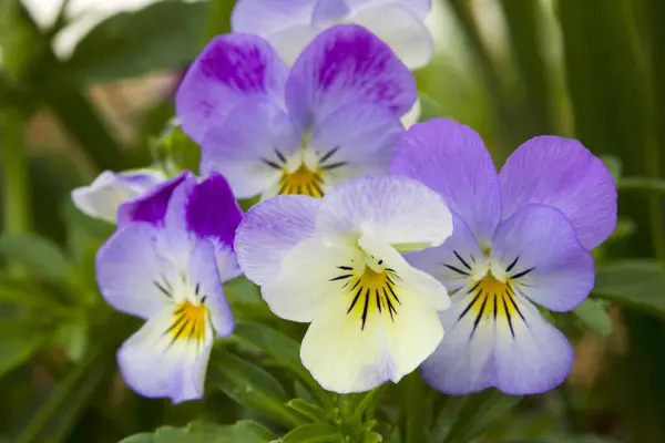 pansy ( pansy ) - pansy flowers in the garden
